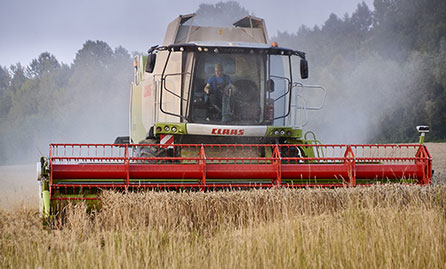 Combine harvester cutting corn