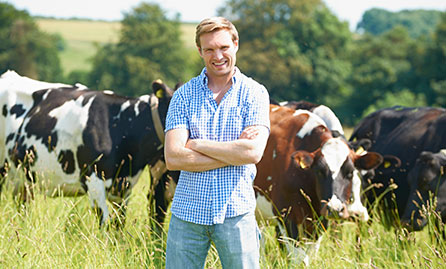 Farmer with cows in a field