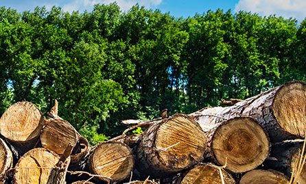A pile of logs