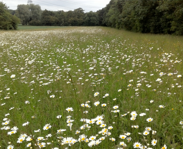 Improving the Farming and Countryside Programme Insight Post Preview
