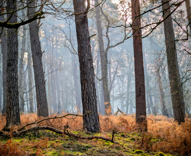 Norfolk Environmental Skills Gap Analysis Case Study Post Preview