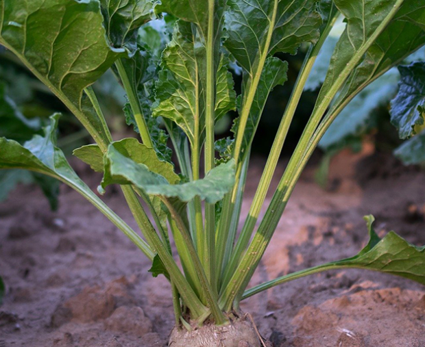 Soils For Sugar Case Study Post Preview
