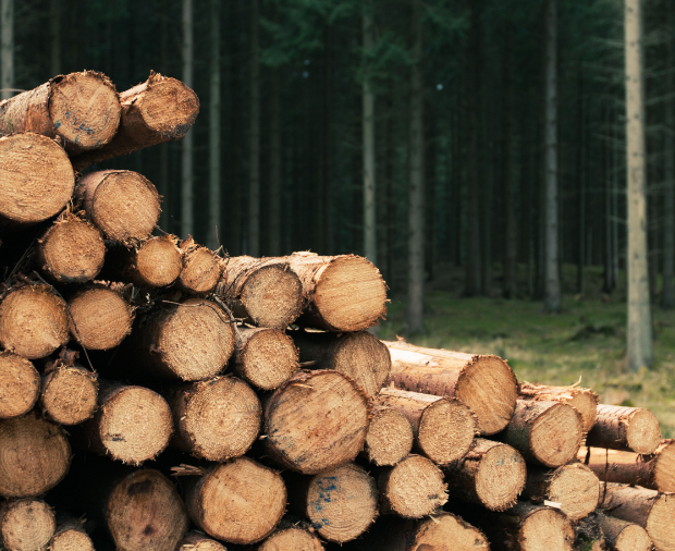 Sustainable Forestry Project Case Study Post Preview