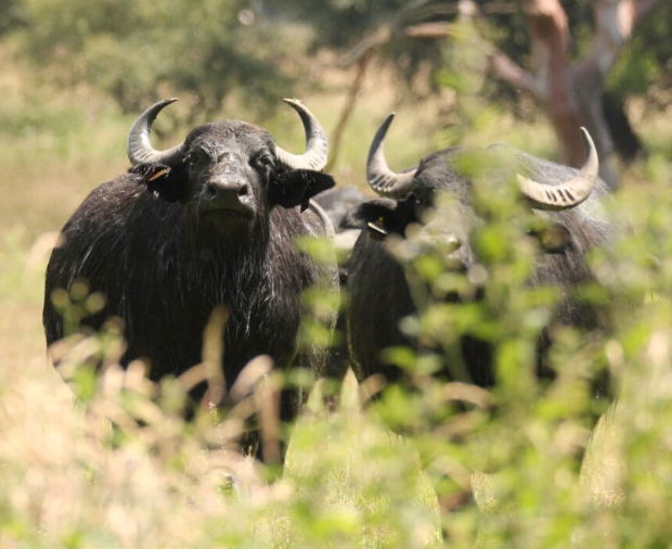 Watatunga Wildlife Reserve Case Study Post Preview